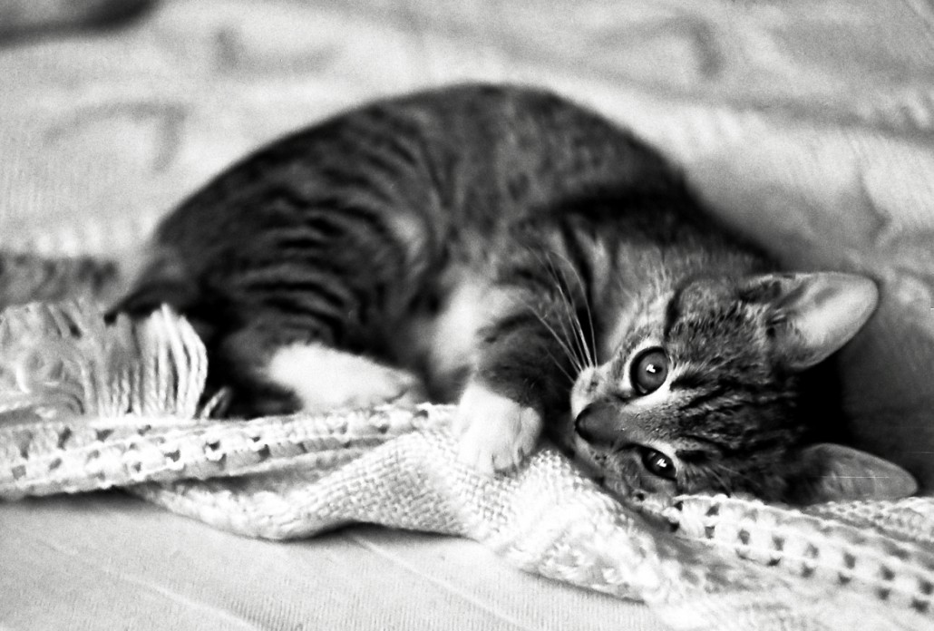 La Ronron Therapie Chat Alors Spotpink