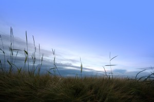 Grass and Sky
